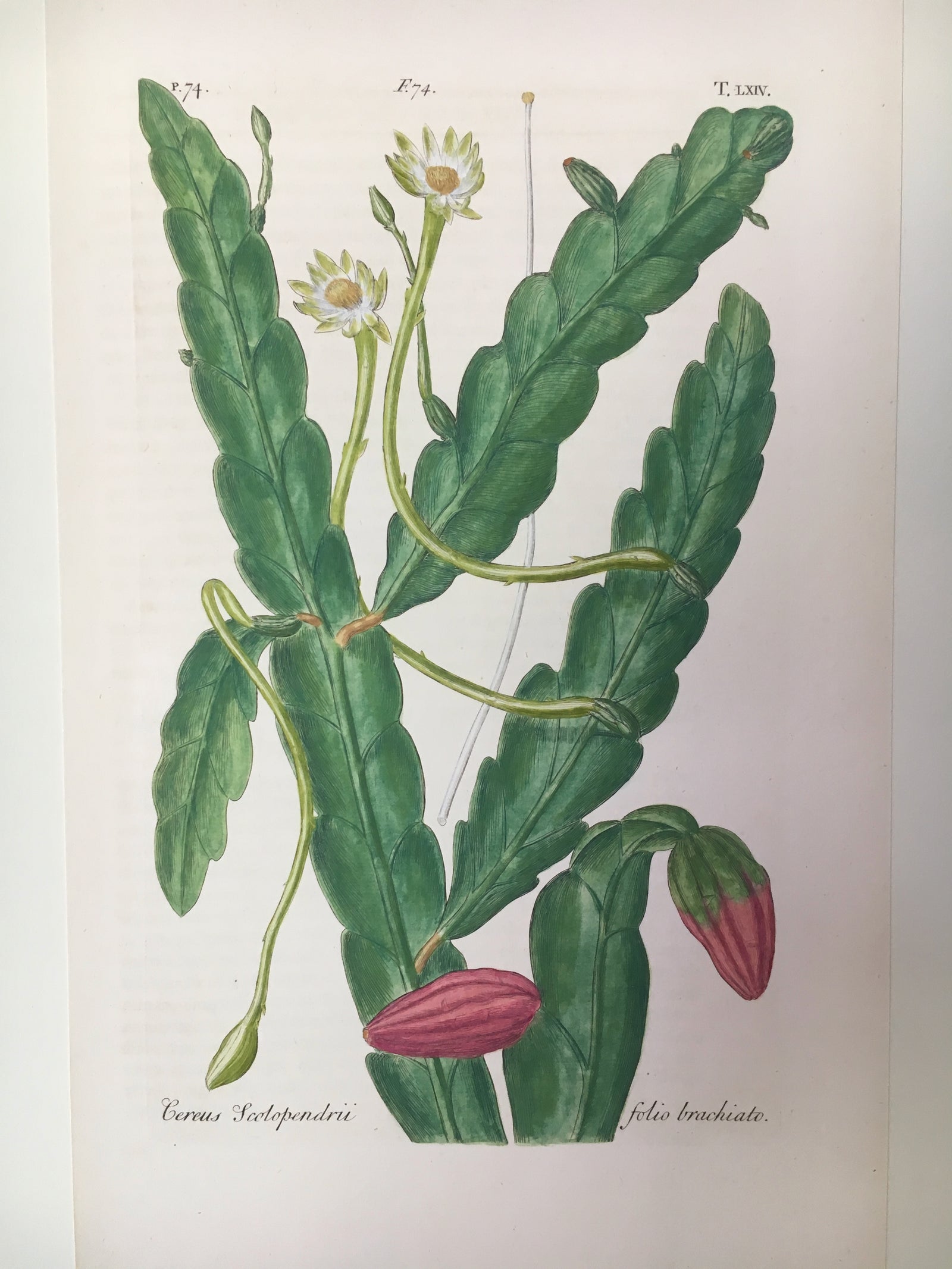 Oxford Botanic Gardens